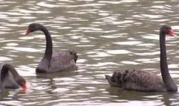 黑天鹅行迹爆料视频,视频爆料揭示惊人真相